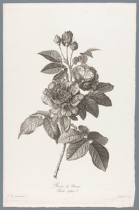 フランスのルース Rose de Provins / Rosa Gallica L. (オブジェクトのタイトル) 自然が生んだ花 (…) (連載タイトル) 作： Jean Godefroy