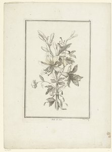 百合の花束 Belle de Jour (オブジェクトのタイトル) IIe Cahier de Bouquets (連載タイトル) 作： Jean Jacques Avril (I)