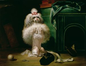 ハバナの品種の犬、1768
