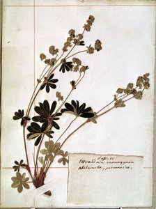 植物標本（押し花）からのアルケミラ 作： Jean Jacques Rousseau