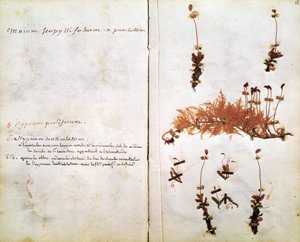 標本から15ページ 作： Jean Jacques Rousseau