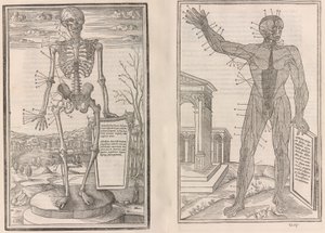人体の各部の解剖について、第 3 巻、1545 年 作： Jean Jollat