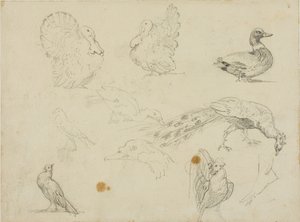 鳥のスケッチ 作： Jean Louis André Théodore Géricault