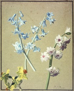 青とラベンダーのヒヤシンスと黄色の水仙、1805年頃 作： Jean Louis Prevost