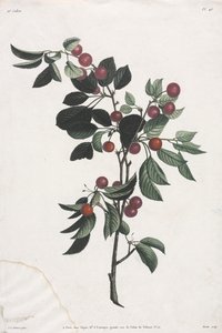 花と果実のコレクション: 桜の早枝
