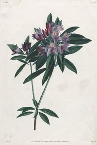 ポンティック シャクナゲ、1805 年。 作： Jean Louis Prévost.