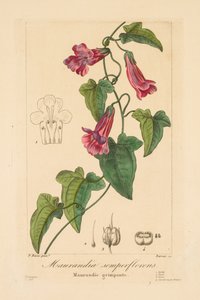 庭師、アマチュア、製造業者のフローラ: Maurandia semperflorens, 1836. 作： Jean Pierre Frederic Barrois