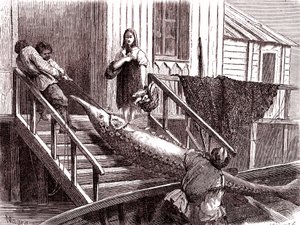 ロシア、ヴォルガ川でのチョウザメ釣り。1867年（エングレーヴィング） 作： Jean Pierre Moynet
