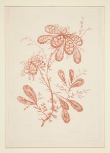 無題 (Ideal Flowers) 6点セットより 作： Jeanne Deny
