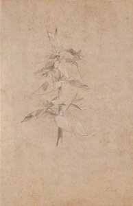 植物研究 作： Jens Juel