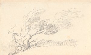 風の中の木の研究