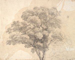 樹冠の研究 作： Jens Juel