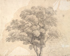 樹冠の研究 作： Jens Juel