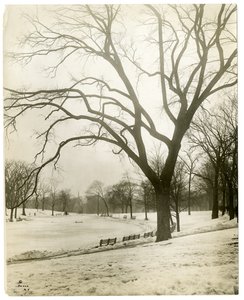 ボストンコモンと蛙の池、木のそば、アメリカ、ボストン、1902-10年頃（ゼラチンシルバー写真 作： Jessie Tarbox Beals
