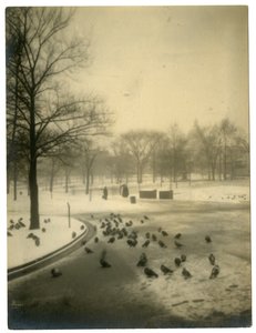 ハトに共通、アメリカ、ボストン、1902-10年頃 作： Jessie Tarbox Beals