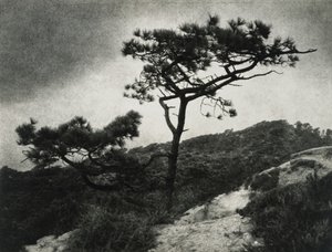 有名なTorrey Pines 作： Jessie Tarbox Beals