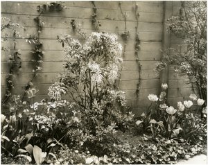 Mr & Mrs John Morgan, 39 W 11 St Center Andromeda plant, Greenwich Village, New York, USA, c.1939-40 (ゼラチンシルバー写真) 作： Jessie Tarbox Beals