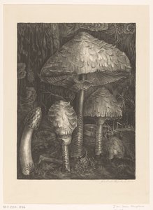きのこ 作： Jo van Oosten Slingeland (signed by artist)