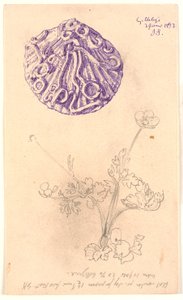 貝殻と植物の研究 作： Joakim Frederik Skovgaard