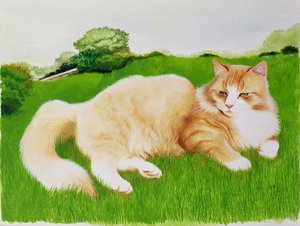 フィールドの生姜猫