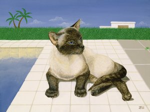 スイミングプールのそばのシャム猫