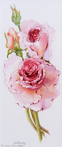 バラ（アブラハムダービー）、2010、水彩 作： Joan Thewsey