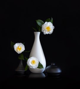 白い椿の静物画 作： 