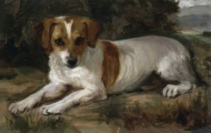 犬