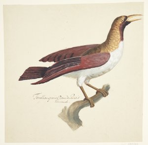 鳥 作： Johan Christian Ernst Walter