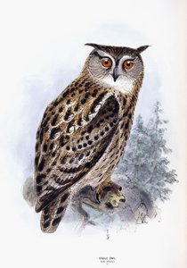ワシミミズク 作： Johan Gerard Keulemans