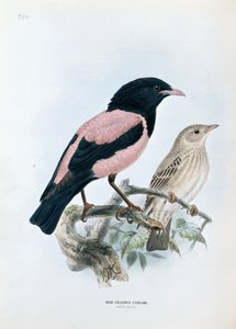 バラ色のムクドリ 作： Johan Gerard Keulemans