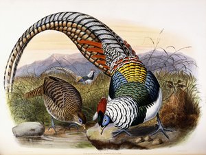 Thaumalea Amherstiae 作： Johan Gerard Keulemans