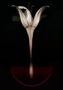 ブリーディングリリー、2013年（写真） 作： Johan Lilja
