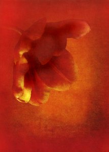 赤い花、2016 デジタル写真アート)