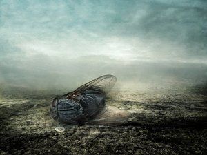 フライ、2013年（写真） 作： Johan Lilja