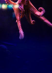 海、2018年（写真） 作： Johan Lilja