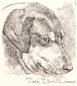 デンマーク語：犬の頭、テリー