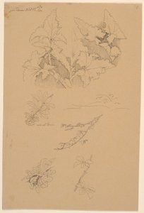 葉と花の研究 作： Johan Thomas Lundbye