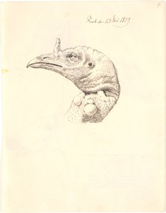 死んだ七面鳥の頭 作： Johan Thomas Lundbye