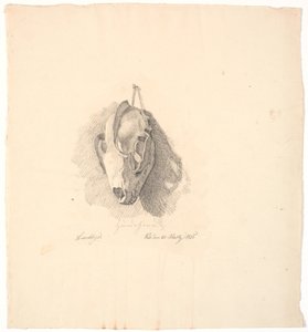犬の頭蓋骨 作： Johan Thomas Lundbye