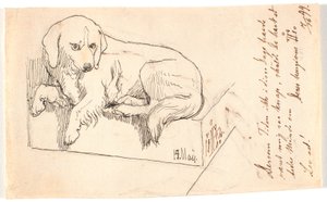 横たわっている犬
