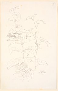 植物研究、すなわち うなりの 作： Johan Thomas Lundbye