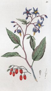 ビタースウィート Solanum dulcamara, 1804-1811 作： Johan Wilhelm Palmstruch