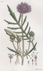 フィールド・スキャビウス Knautia arvensis, 1804-1811 作： Johan Wilhelm Palmstruch