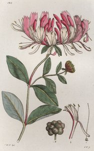 ハニーサックル Lonicera periclymenum, 1804-1811 作： Johan Wilhelm Palmstruch