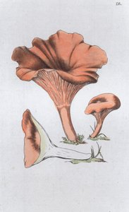 Merulius cantharellus, 1804-1811 作： Johan Wilhelm Palmstruch