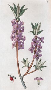 メゼリオン・ダフネ・メゼリウム、1804-1811 作： Johan Wilhelm Palmstruch