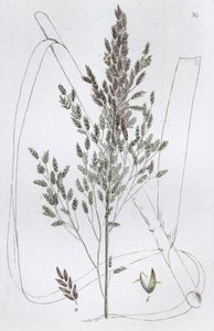 葦のスウィートグラス Poa aquatica, 1804-1811 作： Johan Wilhelm Palmstruch