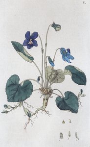 スウィートバイオレット Viola odorata, 1804-1811 作： Johan Wilhelm Palmstruch