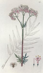 バレリアン Valeriana officinalis、1804-1811 作： Johan Wilhelm Palmstruch